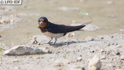 Hirondelle rustique