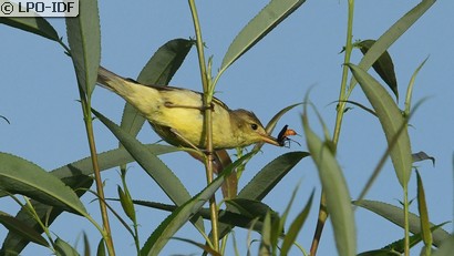 Hypolaïs polyglotte