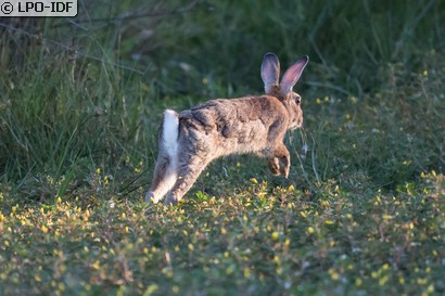 Lapin de garenne