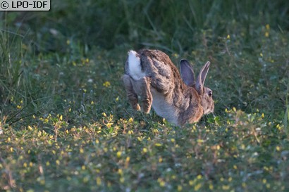 Lapin de garenne
