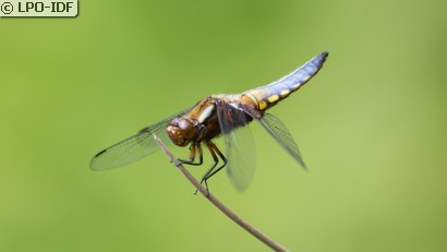Libellule déprimée