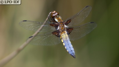 Libellule déprimée
