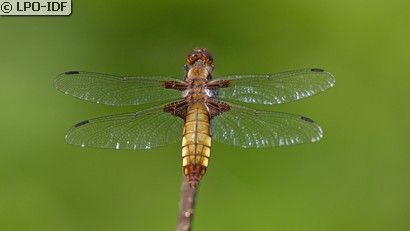 Libellule déprimée