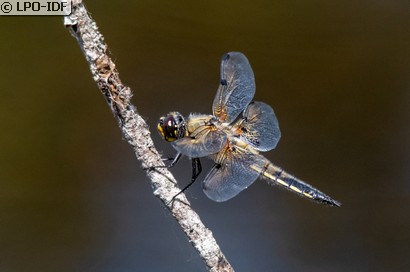 Libellule à quatre taches