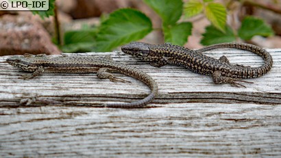Lézard des murailles