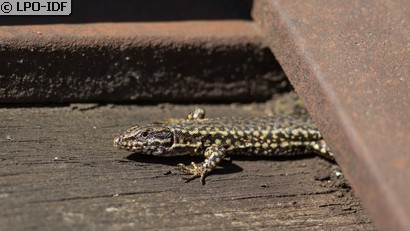 Lézard des murailles