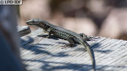 Lézard des murailles