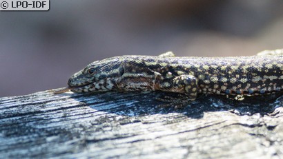 Lézard des murailles
