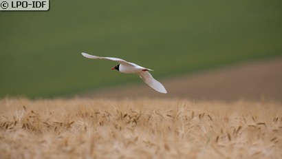 Mouette mélanocéphale