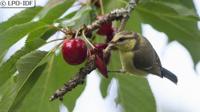 Mésange bleue