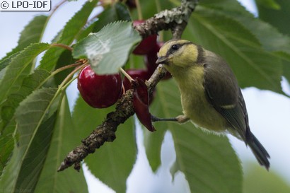 Mésange bleue