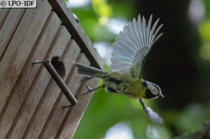 Mésange bleue