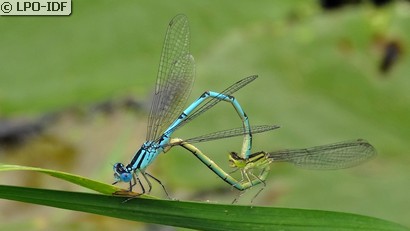 Naïade aux yeux bleus