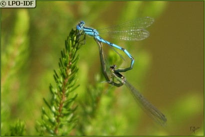 Naïade aux yeux bleus