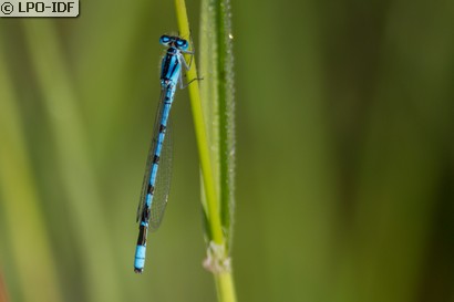 Agrion porte-coupe