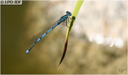 Naïade aux yeux bleus
