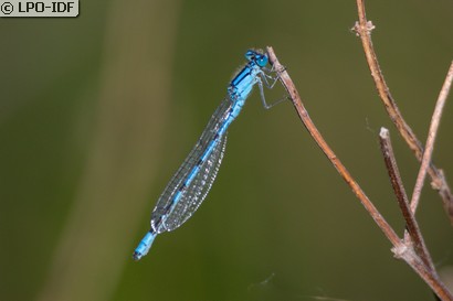 Agrion porte-coupe