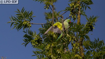 Perruche à collier