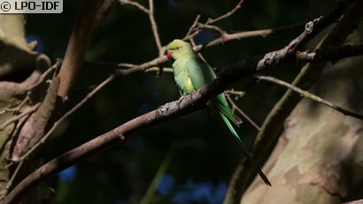 Perruche à collier
