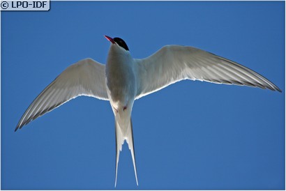 Sterne arctique