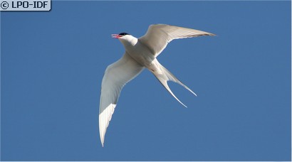 Sterne arctique