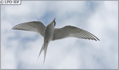 Sterne arctique