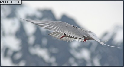 Sterne arctique