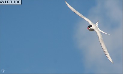 Sterne arctique