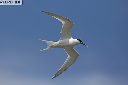Sterne caugek