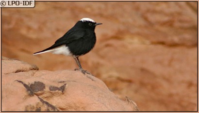Traquet à tête blanche