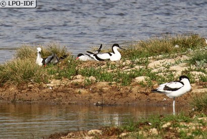 Avocette élégante