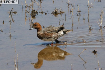 Canard siffleur