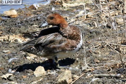 Canard siffleur