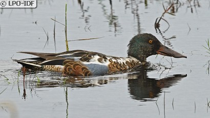 Canard souchet