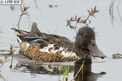 Canard souchet