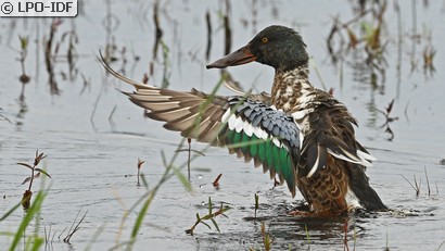 Canard souchet