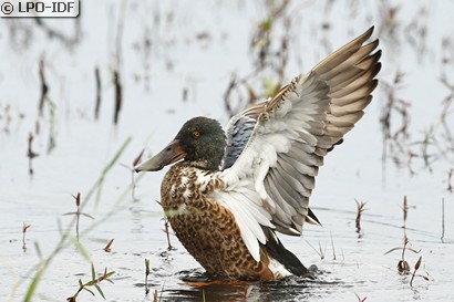 Canard souchet