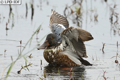 Canard souchet