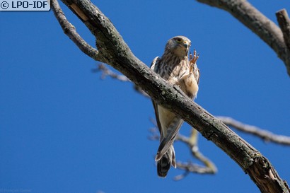 Faucon crécerelle