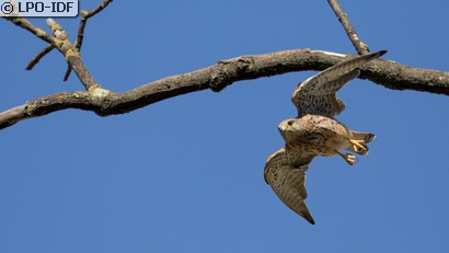 Faucon crécerelle