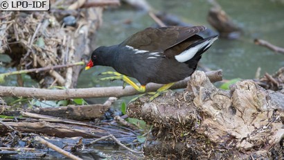 Gallinule poule-d'eau