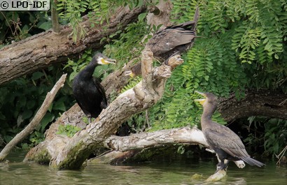 Grand Cormoran