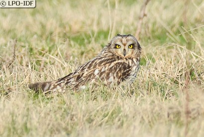 Hibou des marais