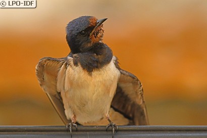 Hirondelle rustique