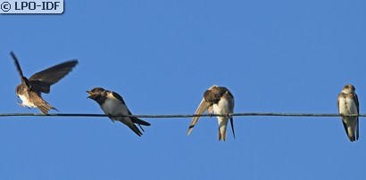 Hirondelle rustique
