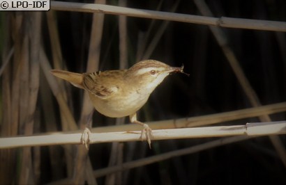 Phragmite des joncs