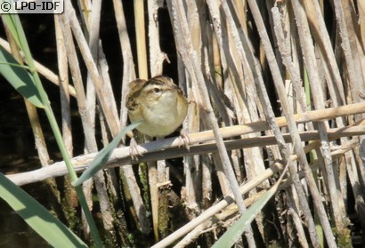 Phragmite des joncs