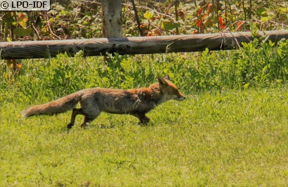Renard roux