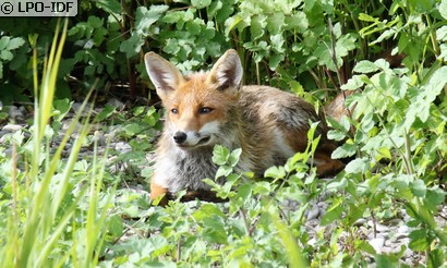 Renard roux