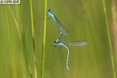 Agrion porte-coupe